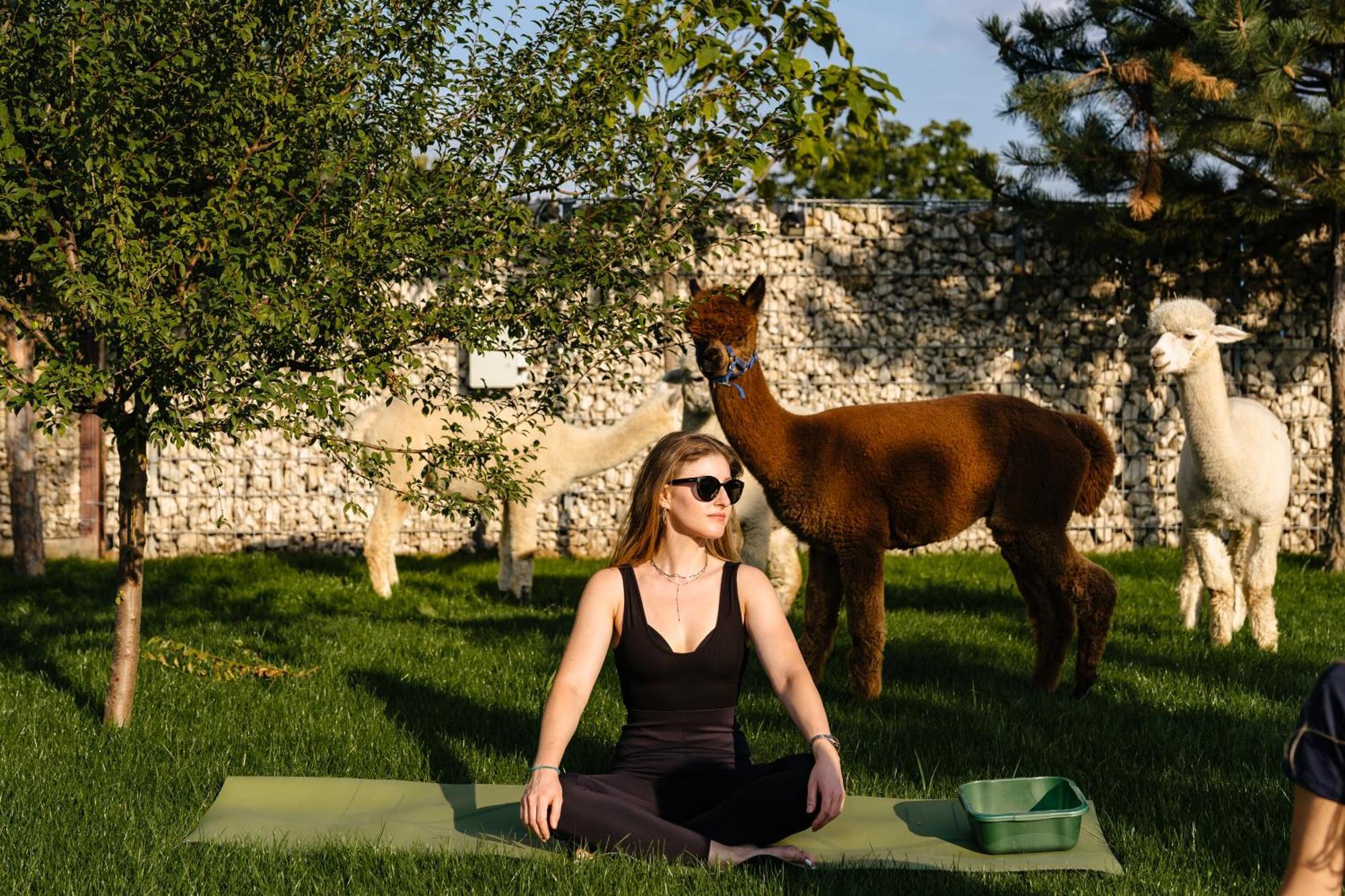 ホテル The Tribe Alpaca Retreat Brăneşti エクステリア 写真
