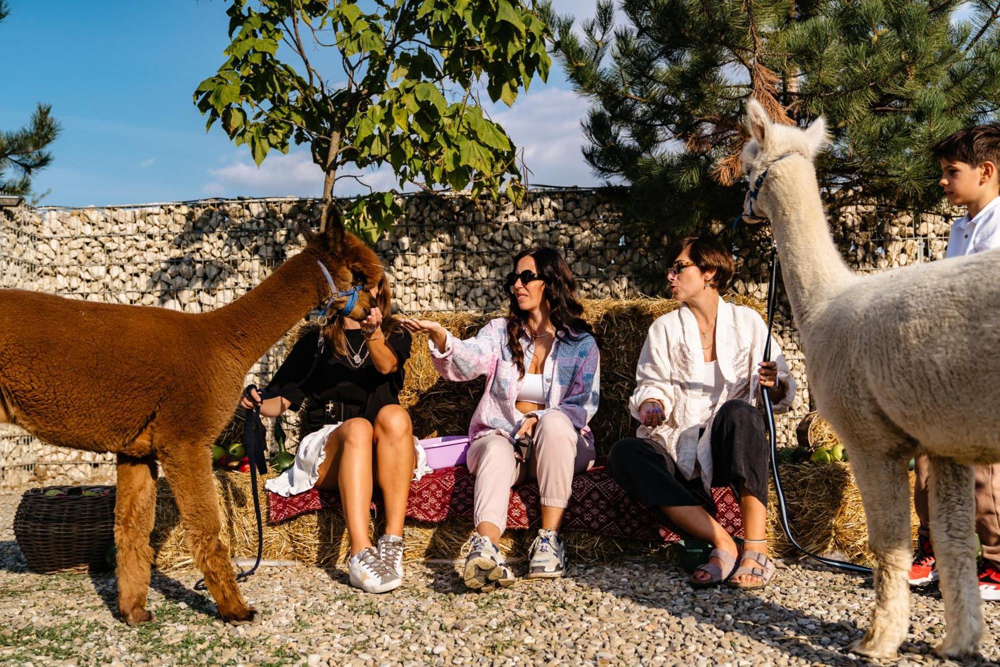 ホテル The Tribe Alpaca Retreat Brăneşti エクステリア 写真