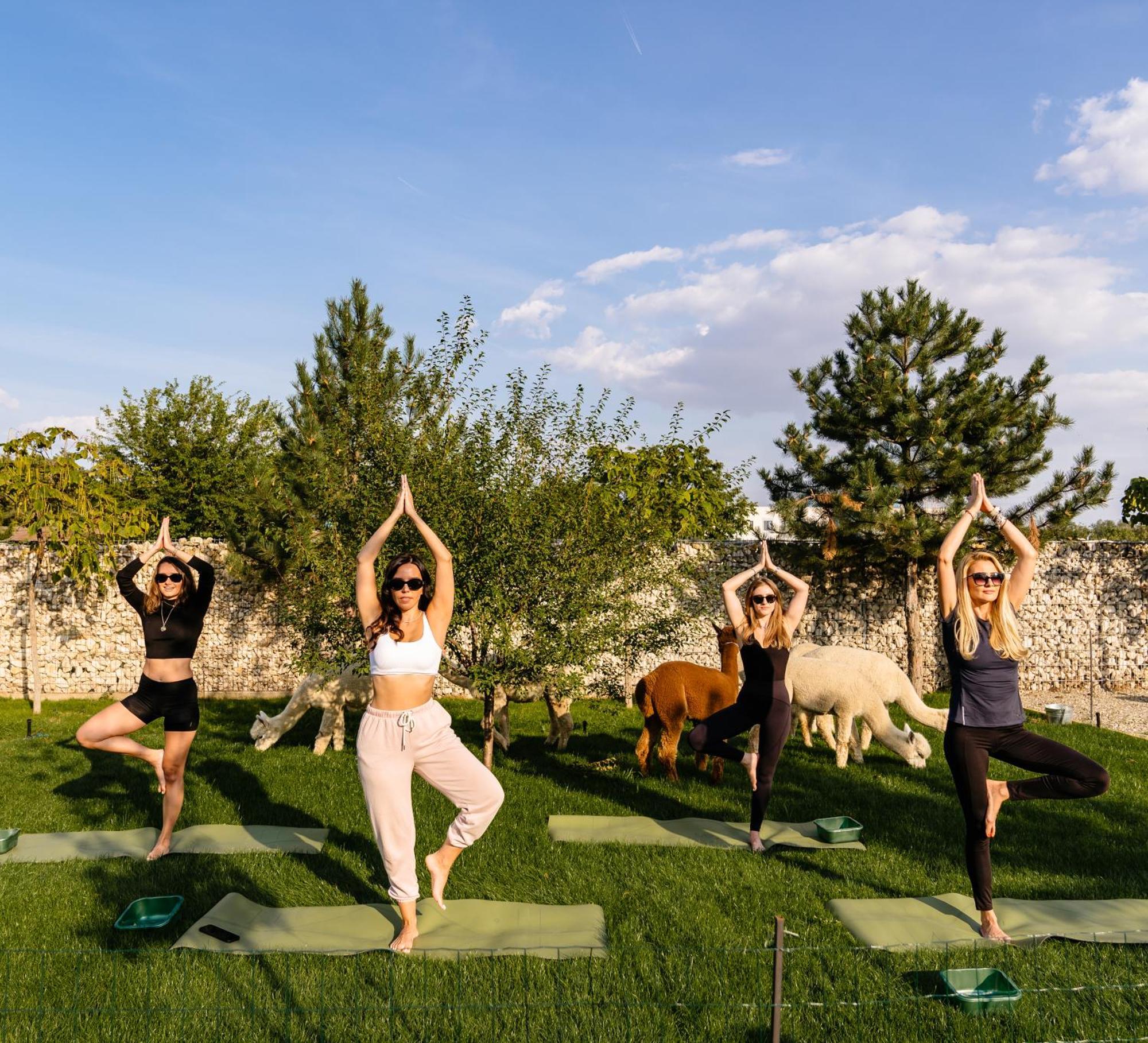 ホテル The Tribe Alpaca Retreat Brăneşti エクステリア 写真