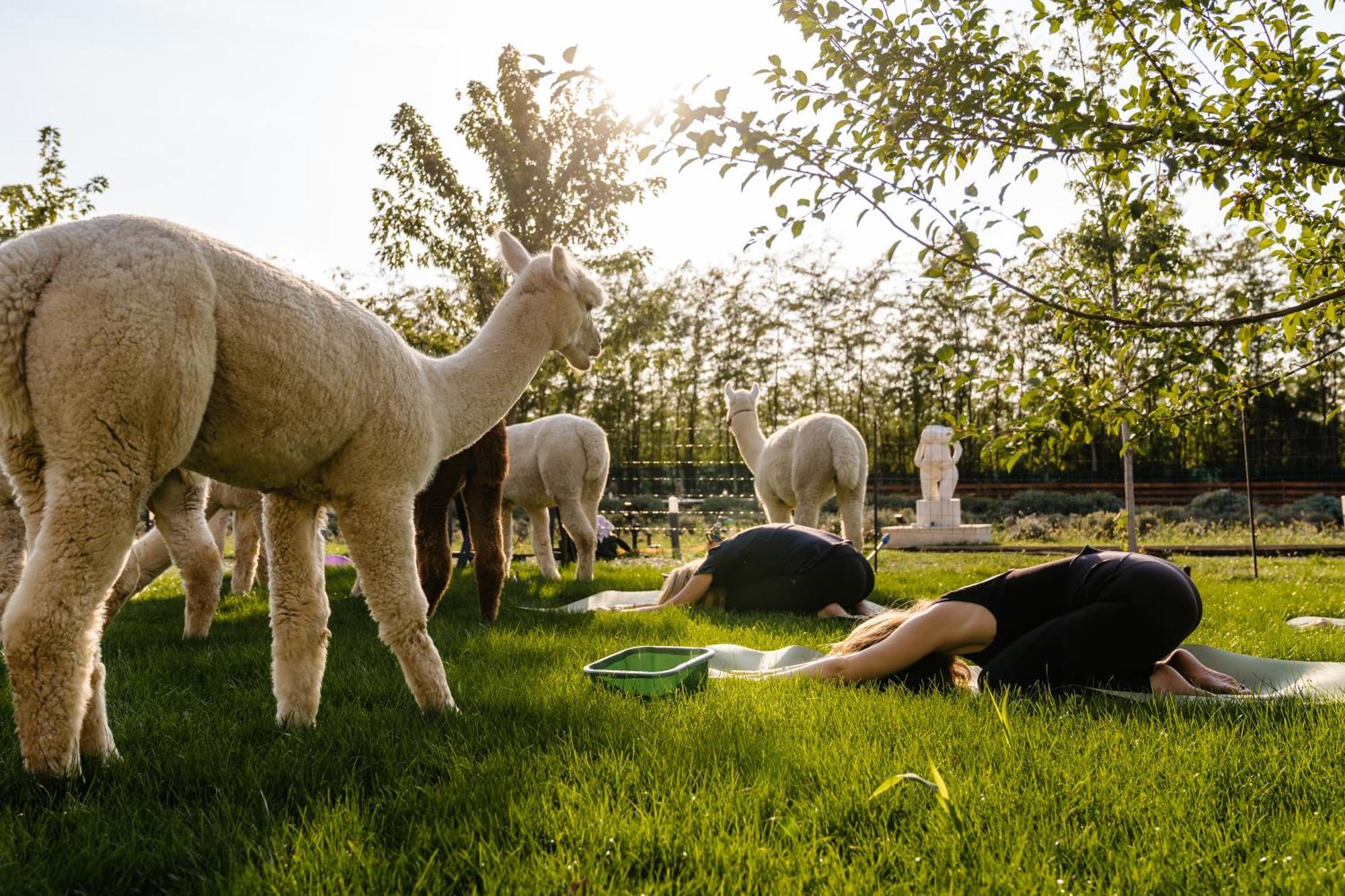 ホテル The Tribe Alpaca Retreat Brăneşti エクステリア 写真