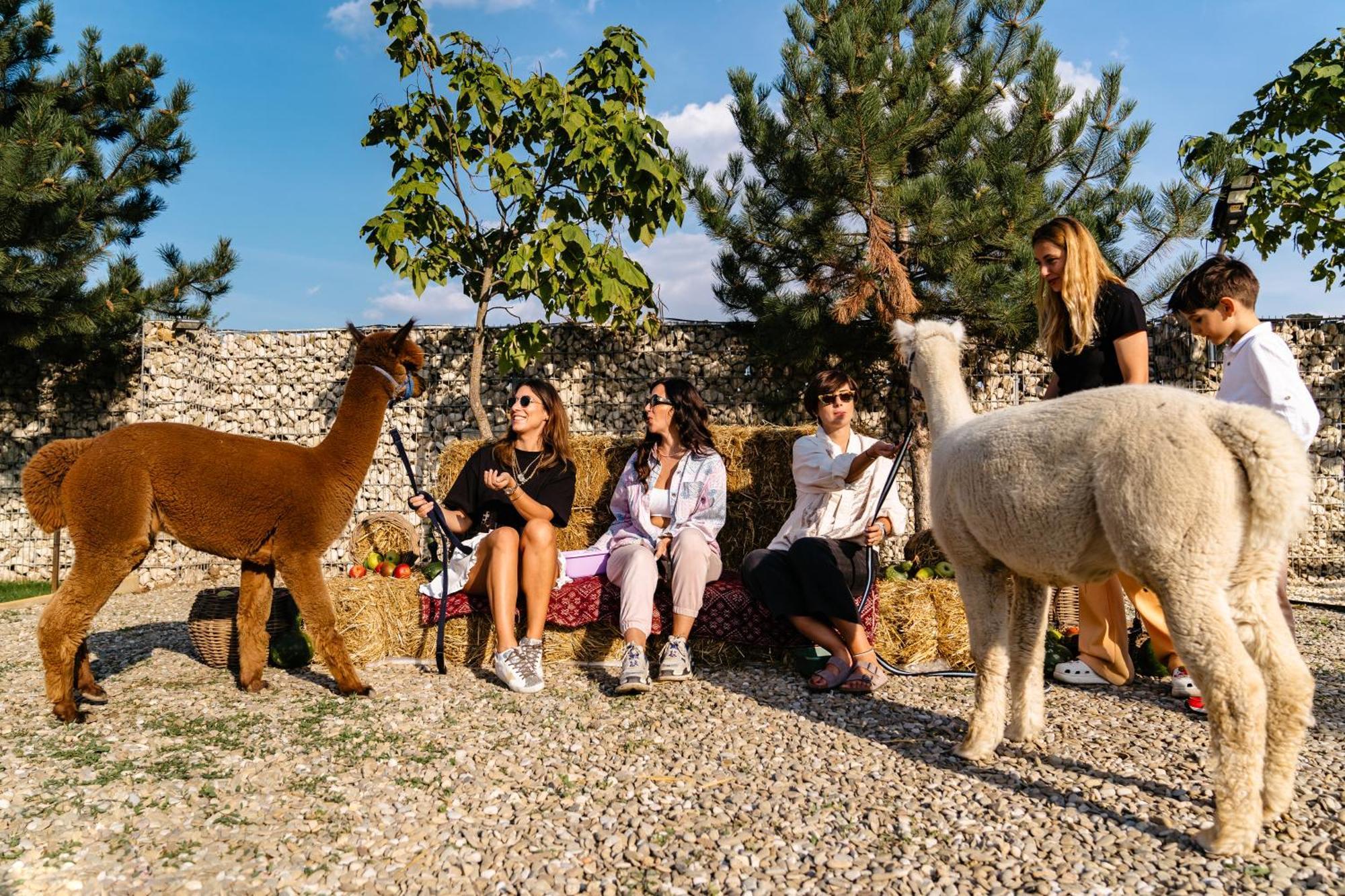 ホテル The Tribe Alpaca Retreat Brăneşti エクステリア 写真