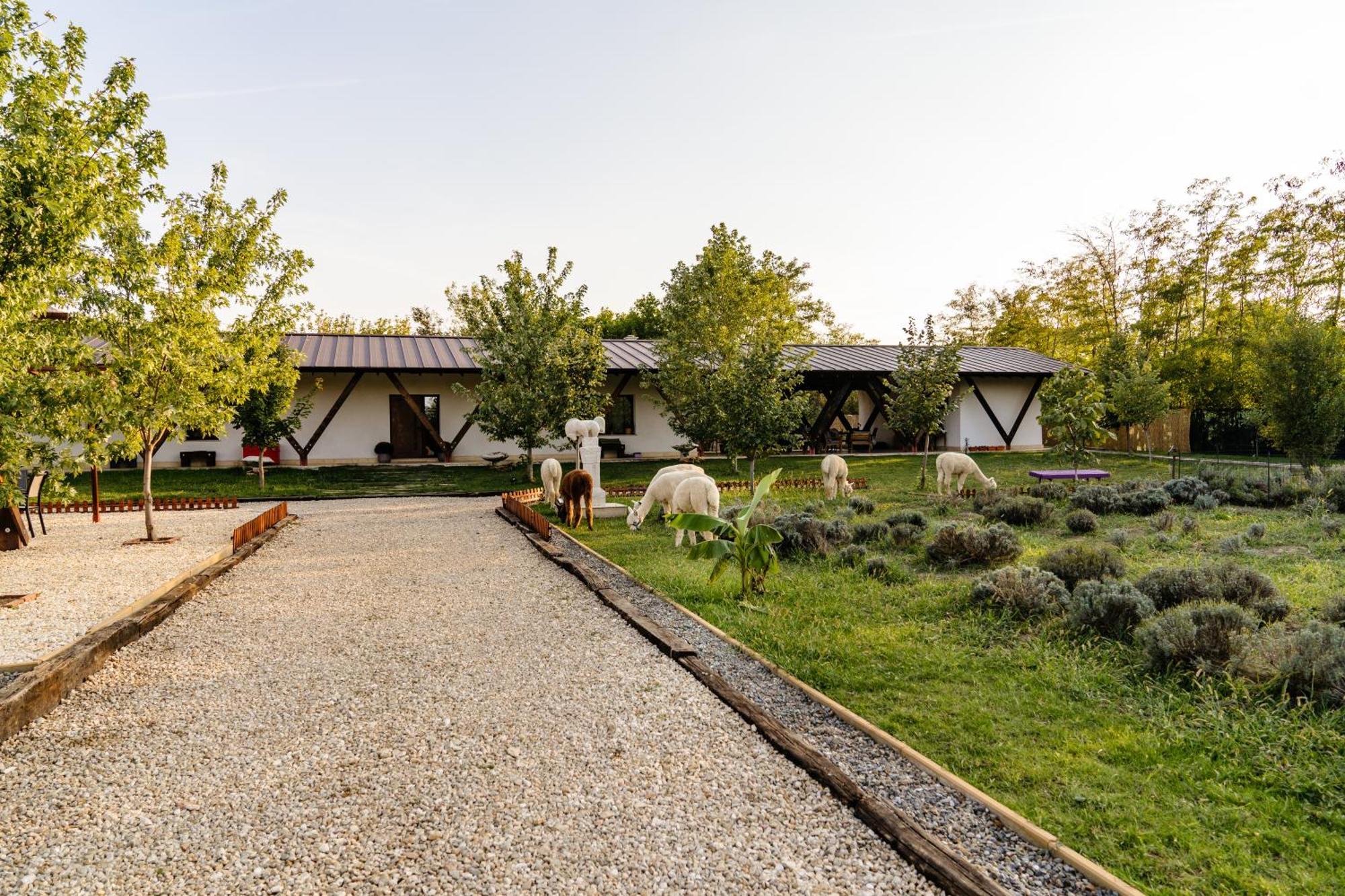 ホテル The Tribe Alpaca Retreat Brăneşti エクステリア 写真
